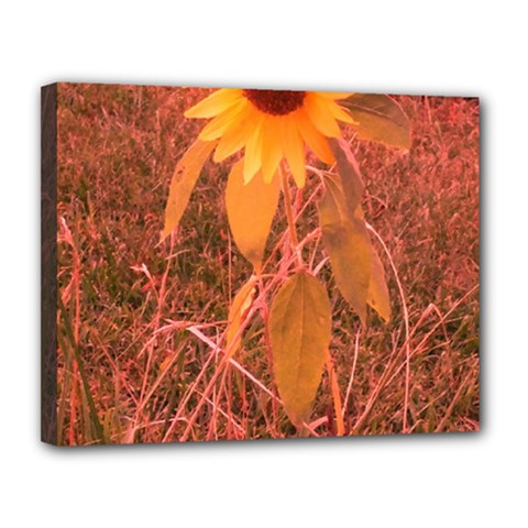 Red Tinted Sunflower Canvas 14  X 11  (stretched) by okhismakingart