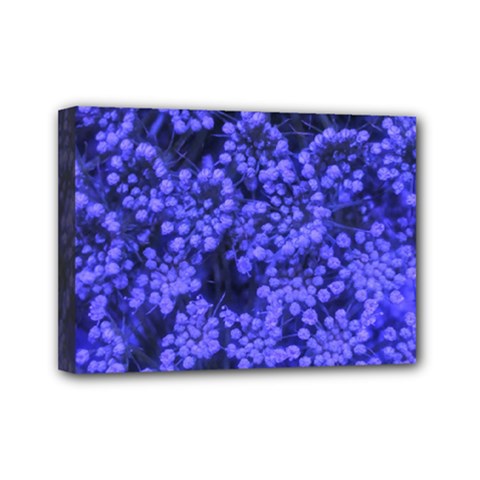 Blue Queen Anne s Lace (up Close) Mini Canvas 7  X 5  (stretched) by okhismakingart