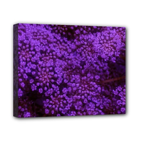 Purple Queen Anne s Lace Landscape Canvas 10  X 8  (stretched) by okhismakingart