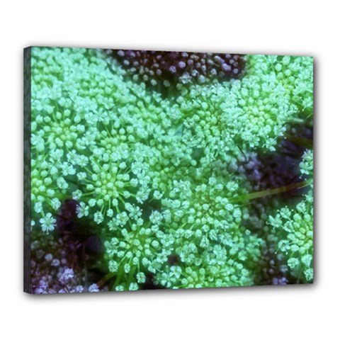 Green Queen Anne s Lace Landscape Canvas 20  X 16  (stretched) by okhismakingart