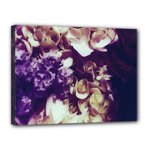 Soft Purple Hydrangeas Canvas 16  x 12  (Stretched)