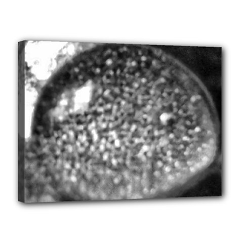 Black-and-white Water Droplet Canvas 16  X 12  (stretched) by okhismakingart