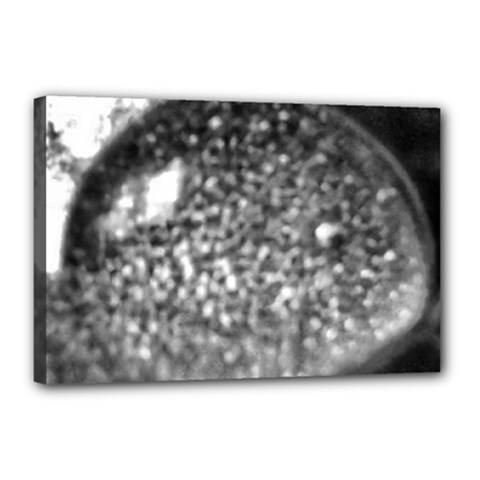 Black-and-white Water Droplet Canvas 18  X 12  (stretched) by okhismakingart