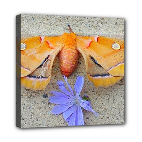 Moth And Chicory Mini Canvas 8  X 8  (stretched) by okhismakingart