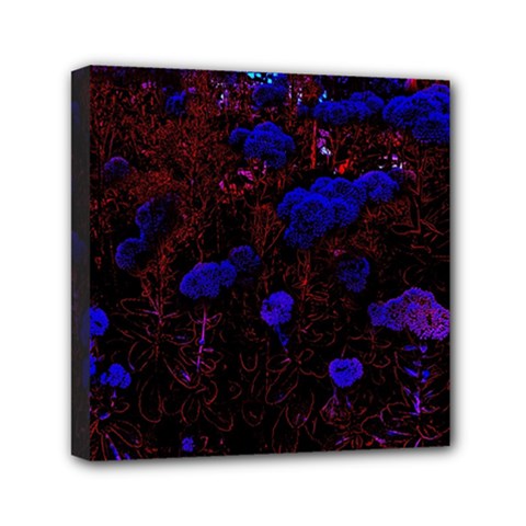 Red-edged Blue Sedum Mini Canvas 6  X 6  (stretched)