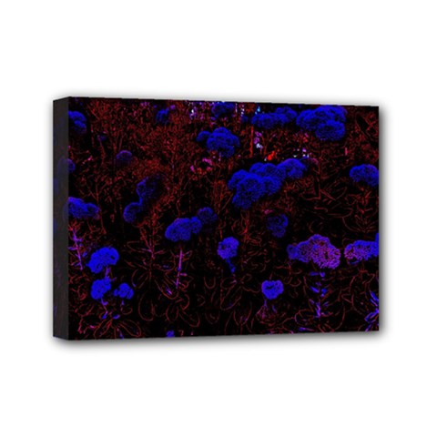 Red-edged Blue Sedum Mini Canvas 7  X 5  (stretched)