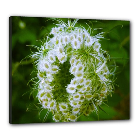 Green Closing Queen Annes Lace Canvas 24  X 20  (stretched) by okhismakingart