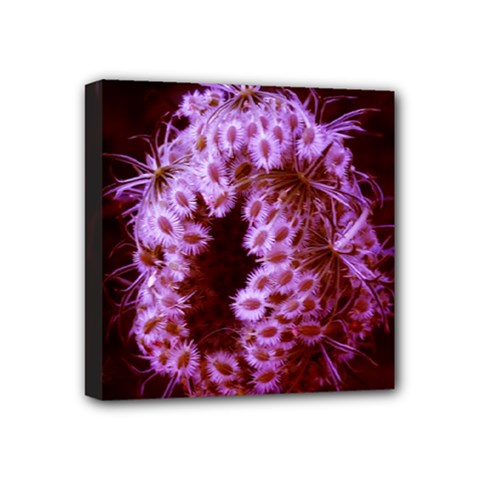 Purple Closing Queen Annes Lace Mini Canvas 4  X 4  (stretched) by okhismakingart