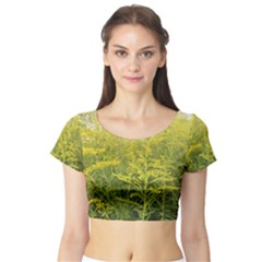 Yellow Goldenrod Short Sleeve Crop Top by okhismakingart