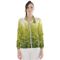 Yellow Goldenrod Women s Windbreaker by okhismakingart