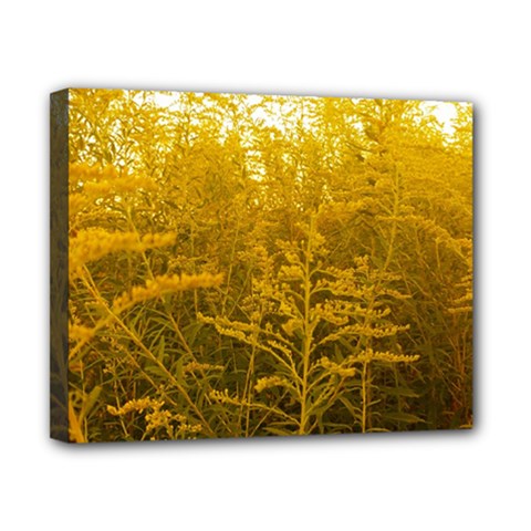 Gold Goldenrod Canvas 10  X 8  (stretched)