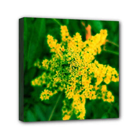 Yellow Sumac Bloom Mini Canvas 6  X 6  (stretched)