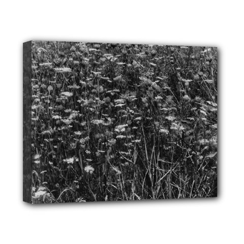 Black And White Queen Anne s Lace Hillside Canvas 10  X 8  (stretched)