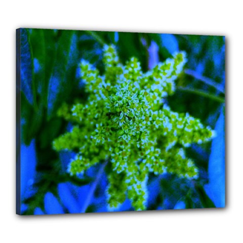 Lime Green Sumac Bloom Canvas 24  X 20  (stretched) by okhismakingart