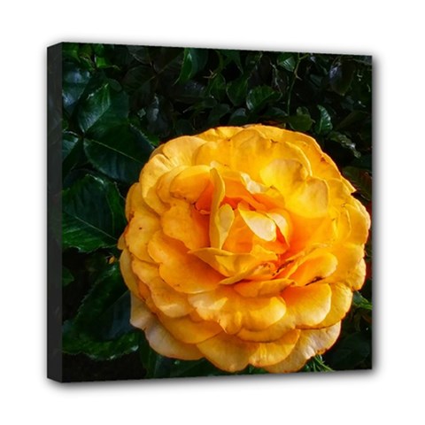 Yellow Rose Mini Canvas 8  x 8  (Stretched)