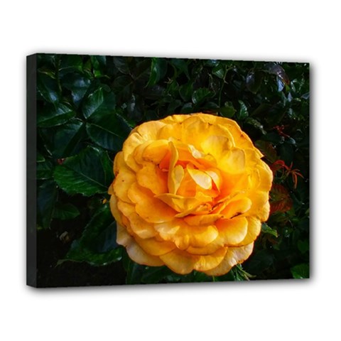 Yellow Rose Canvas 14  x 11  (Stretched)