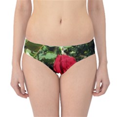 Deep Red Rose Hipster Bikini Bottoms by okhismakingart