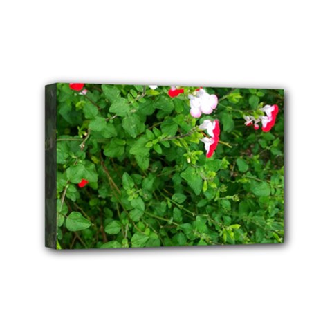 Red And White Park Flowers Mini Canvas 6  X 4  (stretched) by okhismakingart