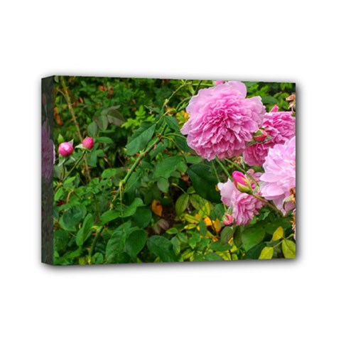 Light Pink Roses Mini Canvas 7  X 5  (stretched) by okhismakingart