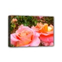 Pink Rose Field Mini Canvas 6  x 4  (Stretched) View1