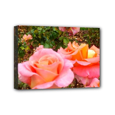 Pink Rose Field Mini Canvas 7  x 5  (Stretched)