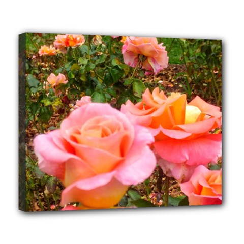 Pink Rose Field Deluxe Canvas 24  x 20  (Stretched)