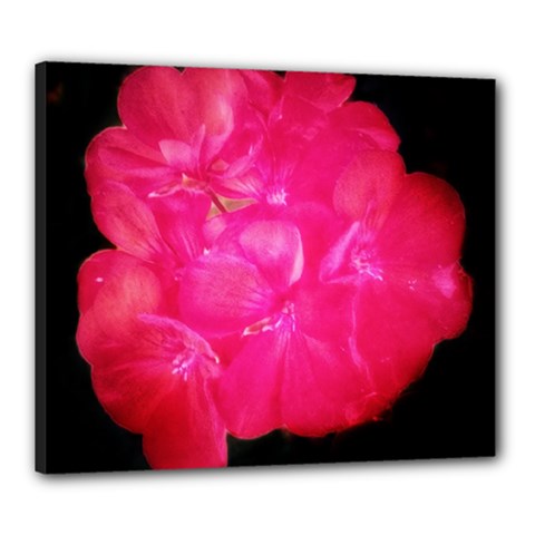 Single Geranium Blossom Canvas 24  X 20  (stretched)