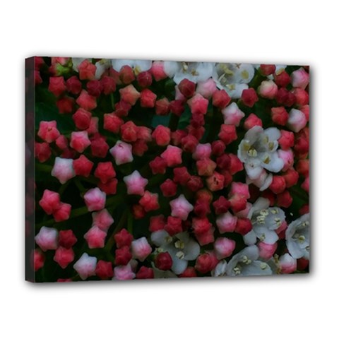 Floral Stars Canvas 16  X 12  (stretched)