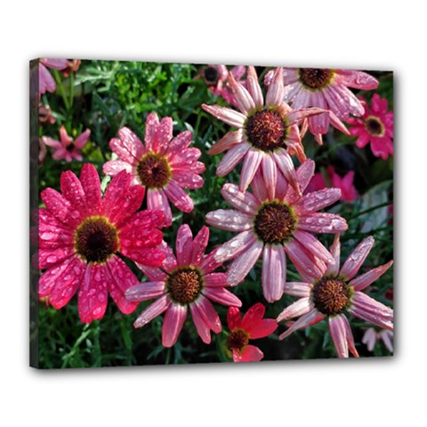 Pink Asters Canvas 20  X 16  (stretched) by okhismakingart