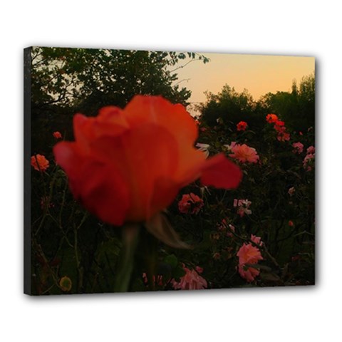 Rose Landscape Canvas 20  x 16  (Stretched)