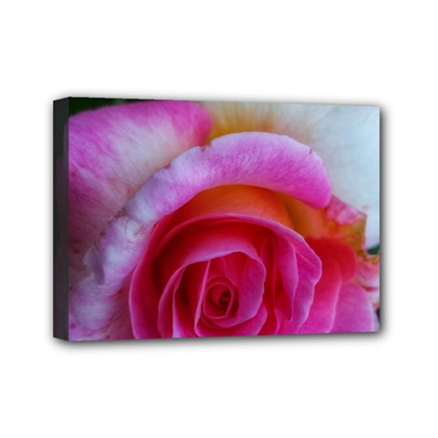 Spiral Rose Mini Canvas 7  X 5  (stretched) by okhismakingart