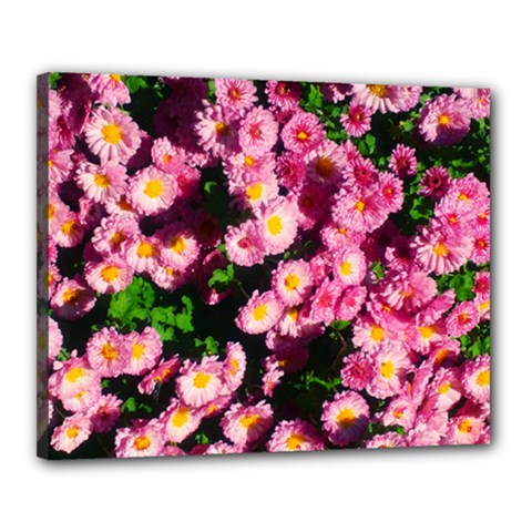 Pink Flower Bushes Canvas 20  X 16  (stretched) by okhismakingart