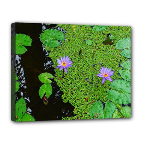 Lily Pond Canvas 14  X 11  (stretched) by okhismakingart