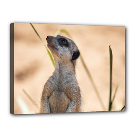 Meercat Canvas 16  X 12  (framed) by Cbth