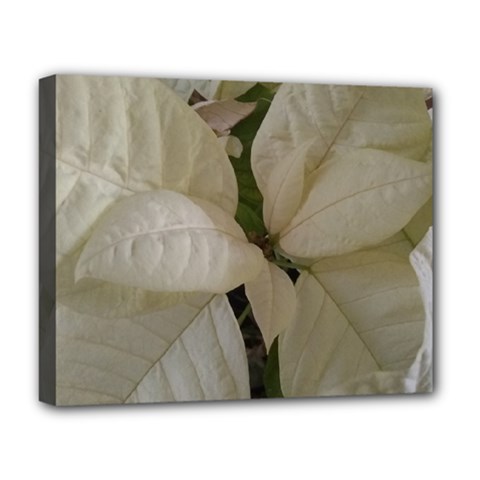 White Pointsettia Deluxe Canvas 20  X 16  (stretched) by Riverwoman