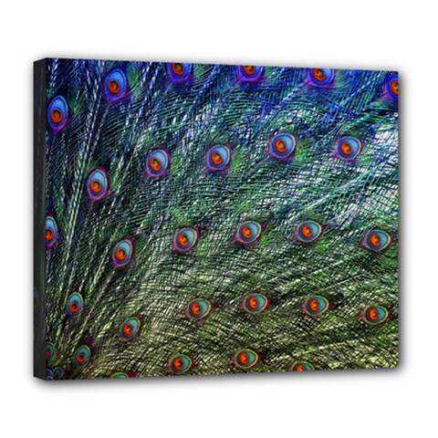 Peacock Feathers Colorful Feather Deluxe Canvas 24  X 20  (stretched)