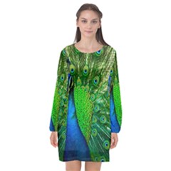 Peacock Peafowl Pattern Plumage Long Sleeve Chiffon Shift Dress  by Pakrebo