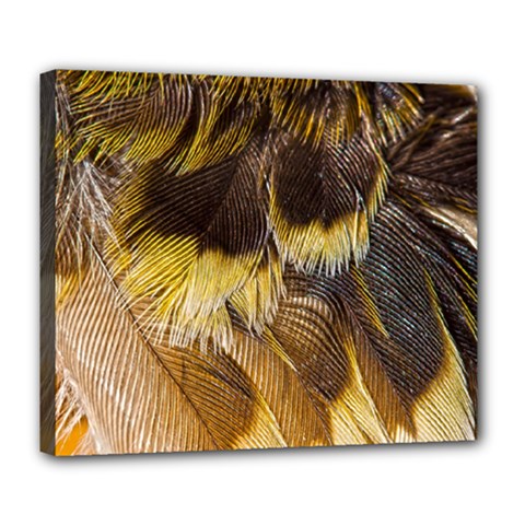 Wing Feather Bird Animal World Deluxe Canvas 24  X 20  (stretched)