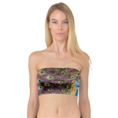 Bird Peacock Feather Bandeau Top by HermanTelo