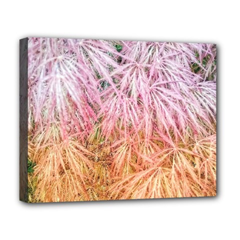 Fineleaf Japanese Maple Highlights Deluxe Canvas 20  X 16  (stretched) by Riverwoman