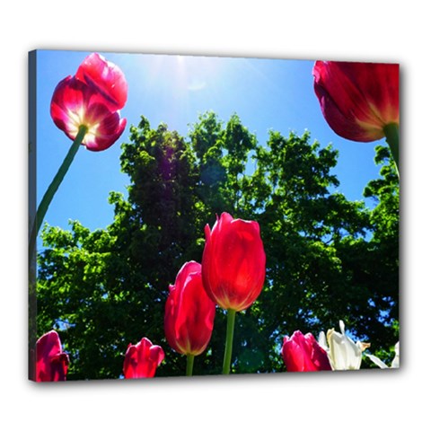 Skyward Tulips Canvas 24  X 20  (stretched) by okhismakingart