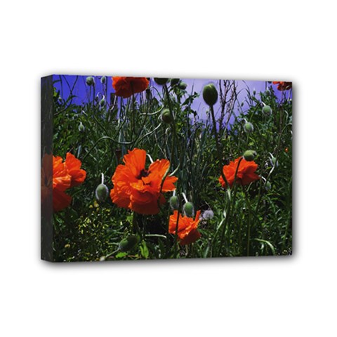 Poppy Field Mini Canvas 7  X 5  (stretched) by okhismakingart