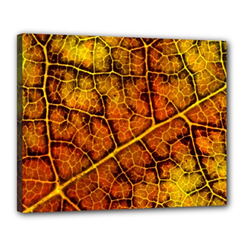 Autumn Leaves Forest Fall Color Canvas 20  X 16  (stretched) by Pakrebo