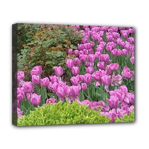 Late April Purple Tulip Deluxe Canvas 20  X 16  (stretched) by Riverwoman