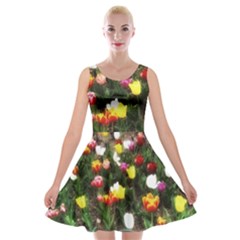 Tulips  Velvet Skater Dress by Riverwoman