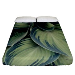 Closeup Photo Of Green Variegated Leaf Plants Fitted Sheet (Queen Size)