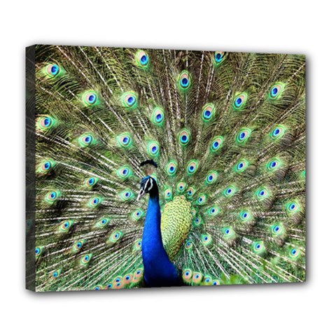 Blue And Green Peacock Deluxe Canvas 24  X 20  (stretched)