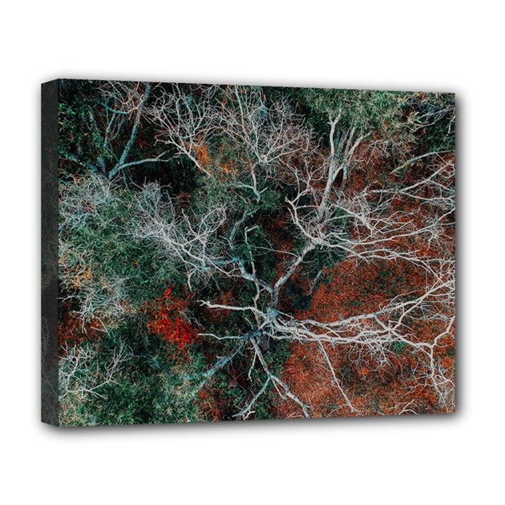 Aerial Photography Of Green Leafed Tree Deluxe Canvas 20  x 16  (Stretched)