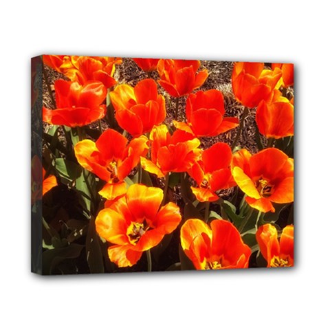 Orange Tulips At The Commons Canvas 10  X 8  (stretched) by Riverwoman