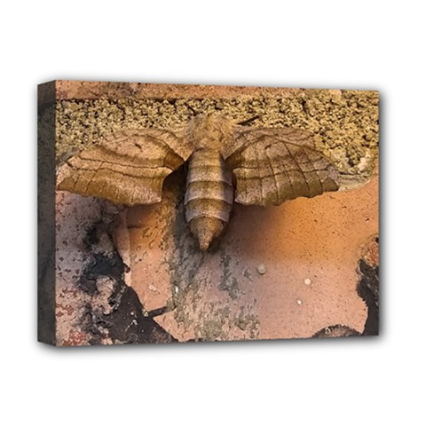 Night Moth Deluxe Canvas 16  X 12  (stretched) 